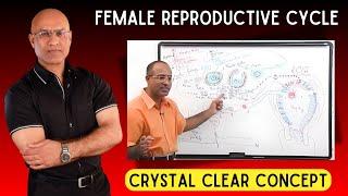 Female Reproductive Cycle | Menstrual Cycle | Hormones