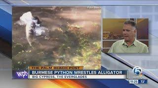 Palm Beach Post reporter records alligator vs. python