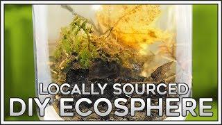 Locally Sourced DIY Ecosphere