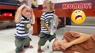 Smart monkeys PiPi and TiTi promptly provided first aid when Mom fainted.