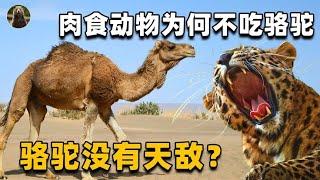 骆驼的驼峰为何在背上？它为了生存，究竟进化得多“变态”？