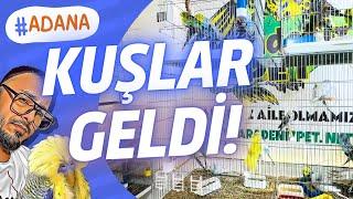 ALDIĞIMIZ SHOW JUMBO MUHABBET KUŞU SÜRÜSÜ ÜRETİMHANE DE !