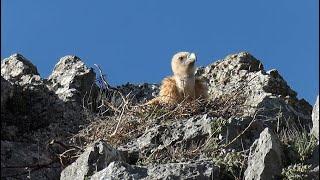 La fauna de Valdenebro (Soria)