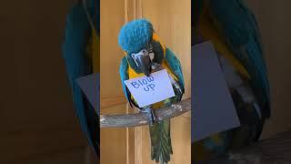 Chive the Macaw: Blow Up or Nut?  #parrotlovers  #birdlovers # #macaws #macaw