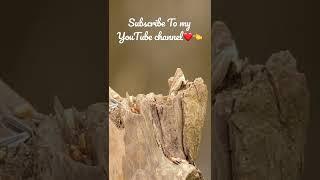 Islamic WhatsApp status ️Emotional motivational ️natural video #shorts