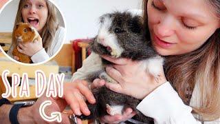 Clipping My 5 Guinea Pigs' Nails | Guinea Pig Spa Day