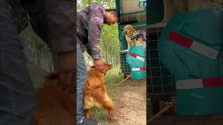 The homeless man found a place to rest with his two stray golden retrievers