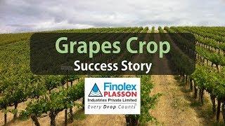 Grapes Farming Success Story Aurangabad - Finolex Drip