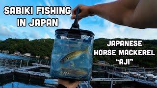 Sabiki Fishing in Japan - Japanese Horse Mackerel "Aji"