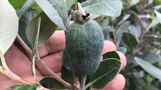 Pineapple guava / Feijoa update for early Autumn, fruits developing at a reasonable rate