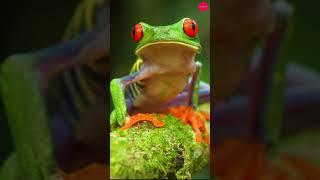 Red-Eyed Tree Frog |The Colorful Marvel of the Rainforest #birds #wildlife#trending#animal #nature