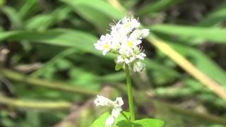 Raw Food Forest Part 2 - Soil