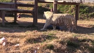 Joe Exotic the Tiger King Gets Dragged Through Tiger Arena