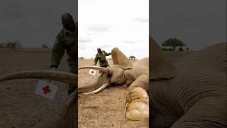 Rescue an elephant stuck in a barbed cable.