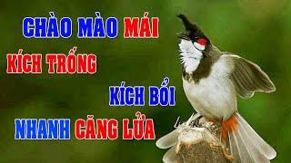 CHÀO MÀO MÁI KÍCH TRỐNG CĂNG LỬA  - CÁCH KÍCH LỬA CHÀO MÀO SỔ BỌNG HÓT CHÉ #chàomàohót