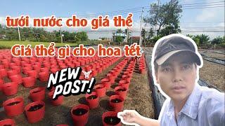 tưới nước cho giá thể, giá thể trộn những gì - huỳnh thủy tinh vlog