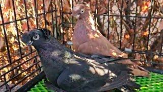 Поймал пару чужаков! Смотрите до конца! Двухчубые голуби. Tauben. Pigeons. Palomas. Pombos. कबूतरों.