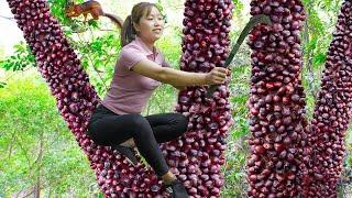 120 Busy Days - Harvesting Chestnuts, Wild Pineapples Go Market To Sell - Process Soaking Pineapple