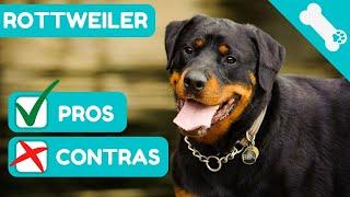   VENTAJAS y DESVENTAJAS de tener un ROTTWEILER  PROS  CONTRAS de un Perro ROTTWEILER