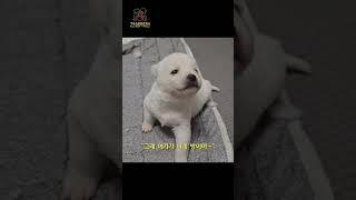 도살장에서 발견된 모녀 강아지에게 기적을 선물했습니다.