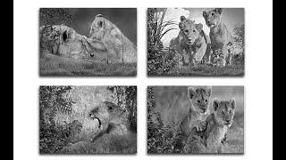 Canvas Prints Wall Art Grey Lion Stretched Canvas Wooden Framed for Living Room Bedroom and Office