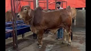 Finest Sahiwal Calf of Kohinur Ranch |Chittagong|Goru Lovers Of Chattga |