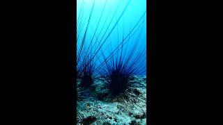 Surprising Sea Urchin Predator EXPOSED!