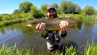 GIANT Brown Trout! BEAUTIFUL Creek Fishing! Catch N Cook