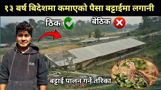 १० बर्ष बिदेशमा कमाएको पैसा बट्टाइ पालनमा लगानी ठिक कि बेठिक - quail farming in Nepal - Battai palan