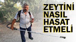 Zeytin Nasıl Toplanır || Zeytin Toplama Makinesi Alacaklara Tavsiyeler || Zeytin Toplama Rehberi