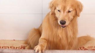 Golden Retriever Luhu：My daily life (extended version)#dog #puppy #pet #cutedog