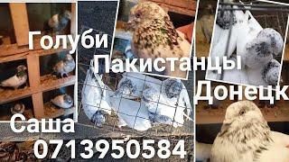 Пакистанские голуби Донецк.Пакистанцы.