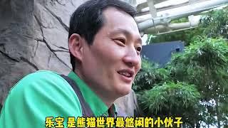 乐宝也有属于自己的专属BGM了每一句歌词都在说乐宝魅力十足真的好治愈#大熊猫乐宝#治愈系#大熊猫福宝