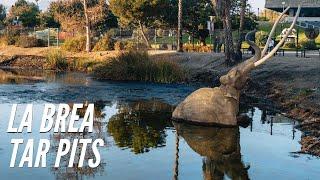 Exploring the La Brea Tar Pits in Los Angeles