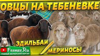 Овцы против мороза: кто победит в этой битве? Эдильбаи и мериносы зимой без помещений и укрытий!