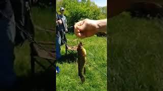 CATFISH CATCH AT FRANKE PARK