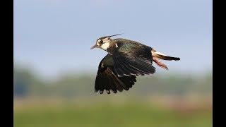 Samen weidevogels beschermen, doe je ook mee?