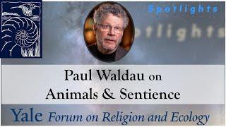 Spotlights, 5.4, Paul Waldau on Animals and Sentience in Religion, Science, and Ethics