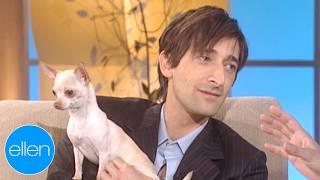 Adrien Brody’s Chihuahua Steals the Show