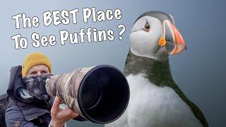 Tricks for Puffin Photography