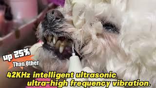 How to Clean Your Dog's Teeth with PAWZIDEA Ultrasonic Tooth Cleaner