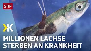 Das Leiden der Lachse: Massensterben durch Krankheiten in Zuchten | 2024 | Kassensturz | SRF