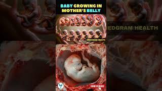 Growth of fetus in womb | Baby growing in Mom's Womb | Fetus development #shortsfeed #baby #love