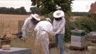 FRANCE 3 Pays de Loire - Reportage chez Loïc Leray, apiculteur professionnel