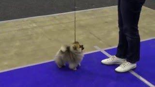 Выставка собак. Бэст Бэби.  Лучший бэби - померанский шпиц. Dog Show. BEST BABY.