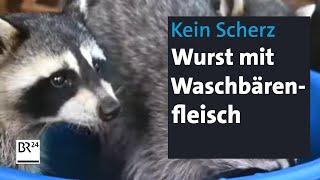 Waschbär-Wurst – ein Metzger mischt noch Reh in die Salami | Abendschau | BR24