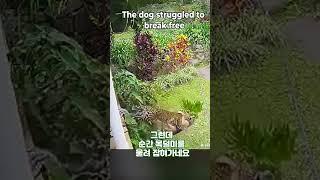 표범에 잡혀간 강아지 죽은 줄 알았는데 엄청난 대반전