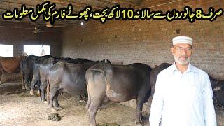 Arif Dairy Farm | Yearly 10 Lac Pure Profit from 8 Animals | Buffalo Farming at Low Level