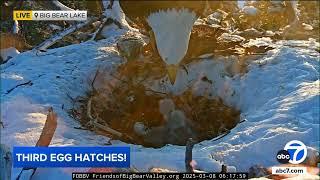 Have you seen it? Jackie and Shadow's 3rd eaglet is here