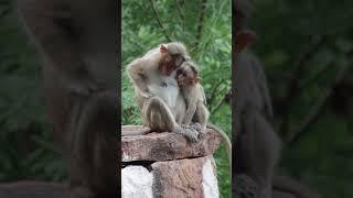 Monkey Mom Breastfeeding Her Baby